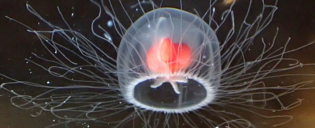 'Immortal Jellyfish' Can Age in Reverse ImmortalJellyfish