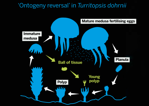 Immortal Jellyfish Life Cycle