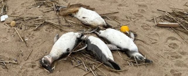 Thousands of Penguins Mysteriously Wash Up Dead in South America