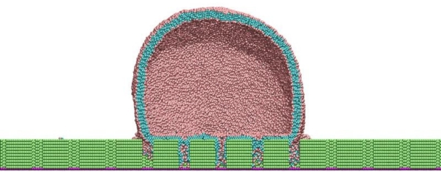 Nanopillar And Bacteria Simulation Side View