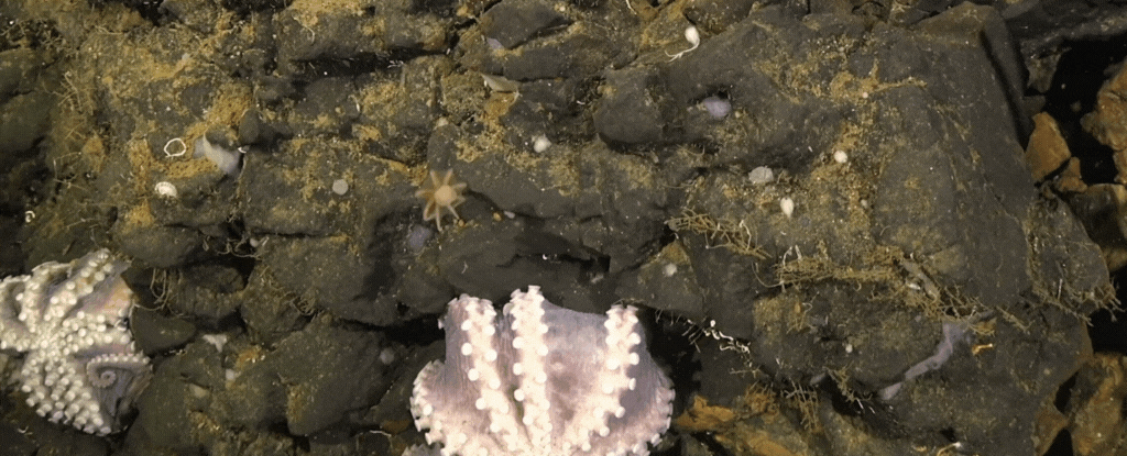 A baby octopus hatching and swimming away