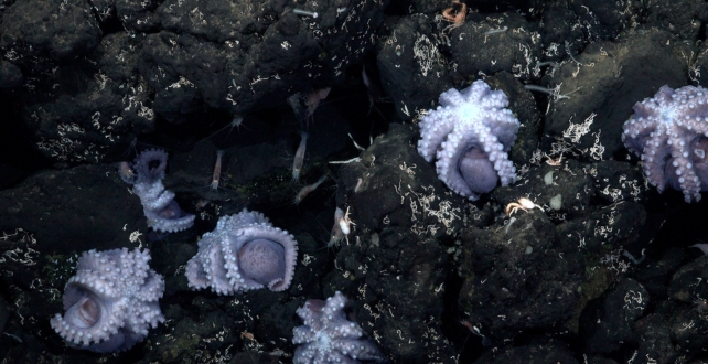 Brooding octopus on dark rocks