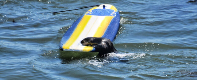 Otter climbs onto blue and yellow surfboard