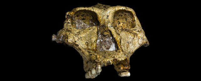 Paranthropus robustus skull