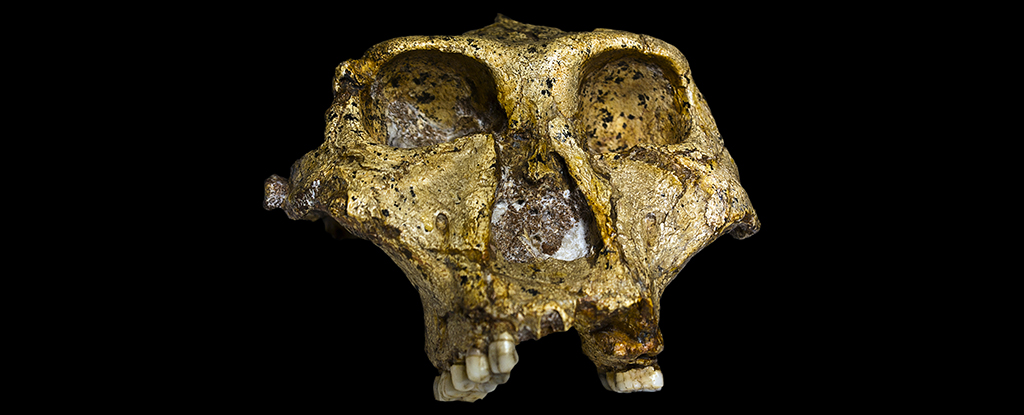 ParanthropusRobustus