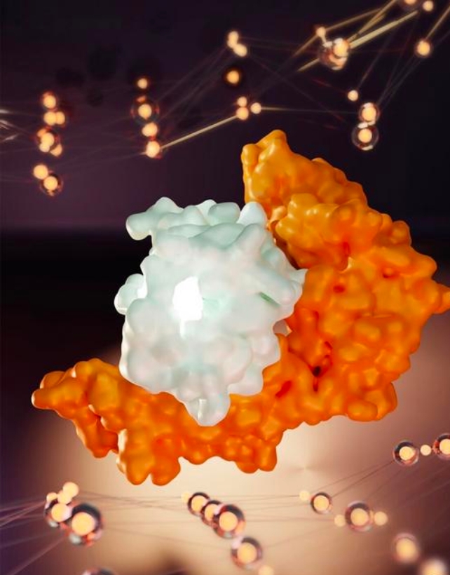 Illustration of a SARS-CoV-2 spike protein bound to HLA-B*15:01