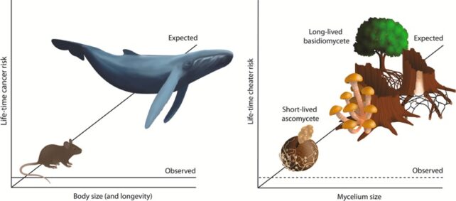 Visual representation of Peto's paradox and the likelihood of 'selfish' mutations in long-lived fungi.