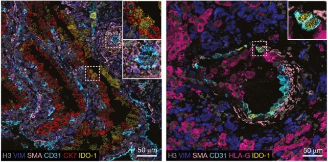 Two fluorescent microscopy images of placental cells at 6 and 16 weeks. 