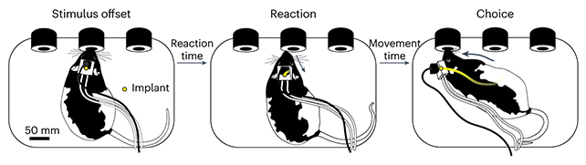 Rat tests