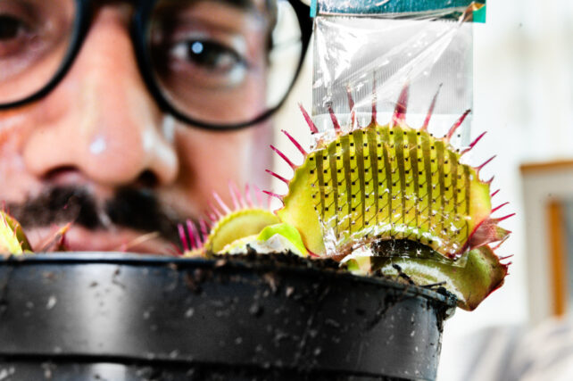 Scientist wearing black-rimmed glasses looking at Venus flytrap plant, in foreground.