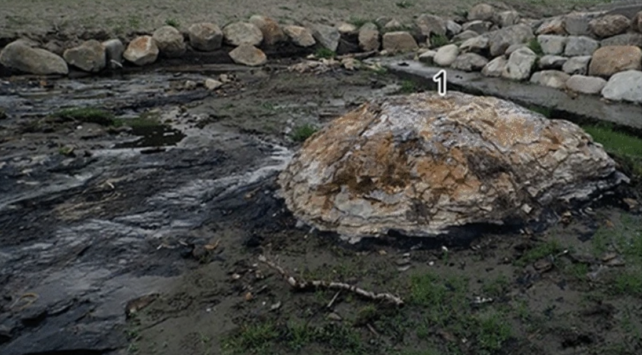 Fossilized trunk