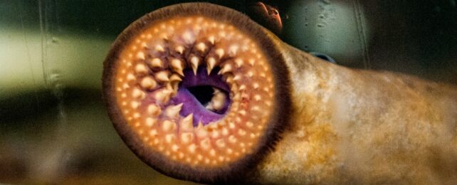 Sea Lamprey Mouth