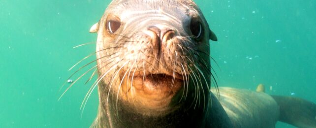 Sea Lion Underwater