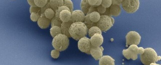The Simplest Synthetic Cells Have Been Seen Evolving Faster Than Natural Ones