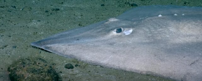 A grey creature on the seafloor with an eye visible