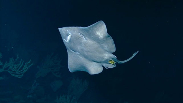 Skate laying an egg in the deep sea