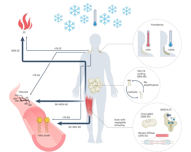 A diagram illustrating metabolic responses to cold exposure in humans.