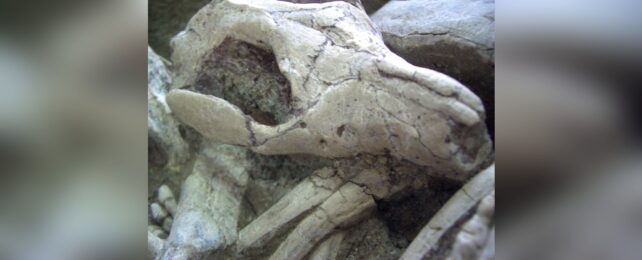 Small Dinosaur Predator Skull