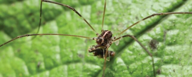 Mysterious Arachnid Turns Out to Have 3 Different Kinds of Male