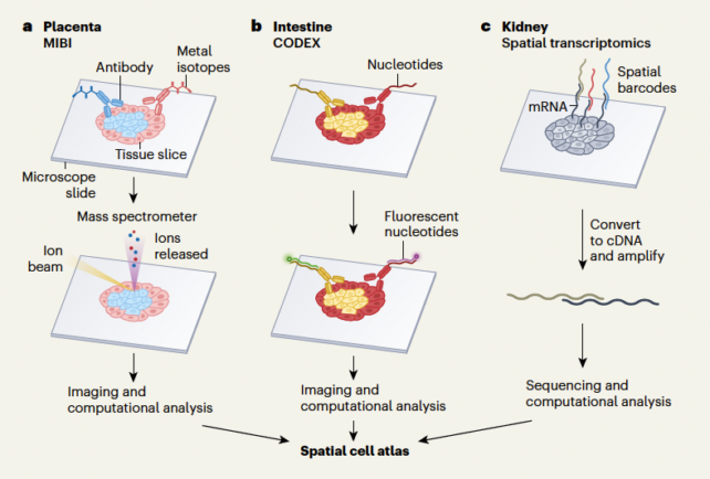 Illustration of tissue samples prepared on slides for imaging using three different methods.