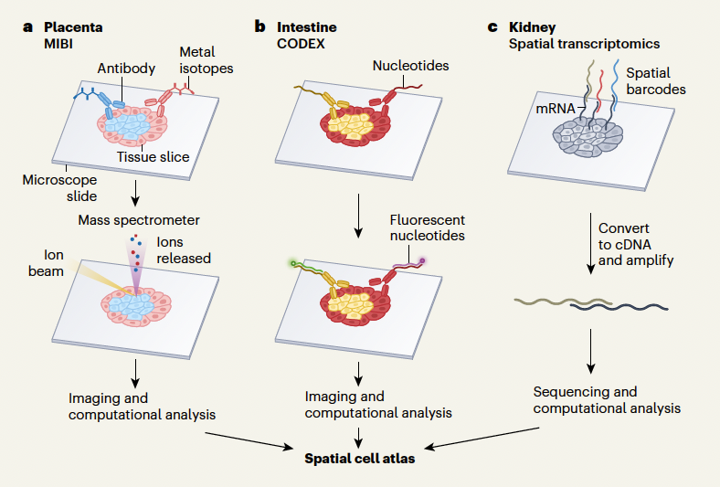 Scientists Have Just Mapped Our Bodys Organs in Exquisite Detail Biology Diagrams