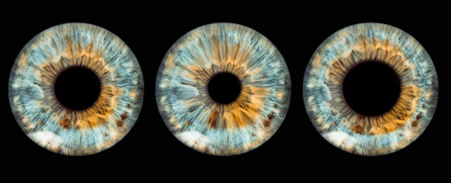 Three brown flecked blue irises showing different states of pupil dialtion.