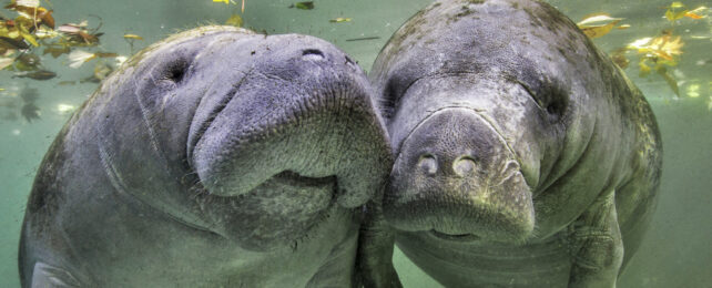 Two manatees nuzzling under floating autumn leaves