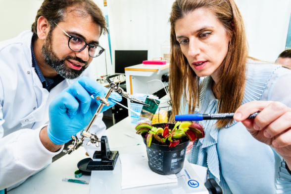 Two scientists in white lab coats and wearing blue gloves inspect a Venus flytrap plant in a black pot on a white bench.