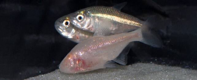 This Blind Fish Lives in Darkness, But Somehow It Can Still Perceive Light