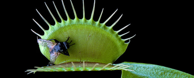 Green venus fly trap with fly inside