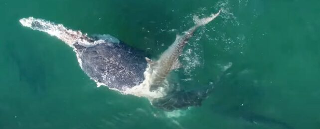 Watch Dozens of Sharks Feasting on The Carcass of a Dead Whale