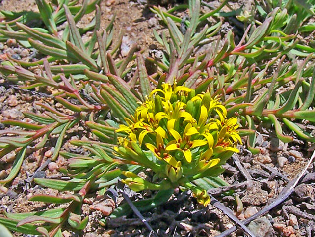 Low creeping succulent with bright yellow flowers on sandy soil.