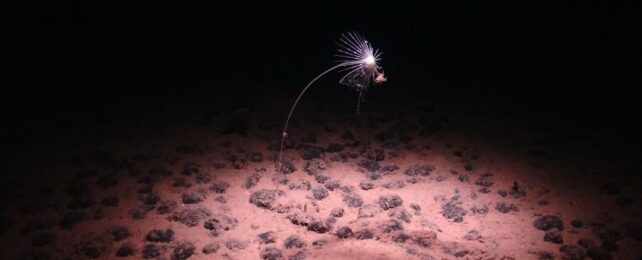 A Hidden Line Deep in The Ocean Divides Animals Into Two Camps