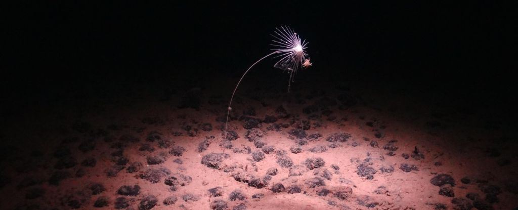 Eine in den Tiefen des Ozeans verborgene Linie teilt Tiere in zwei Lager: ScienceAlert