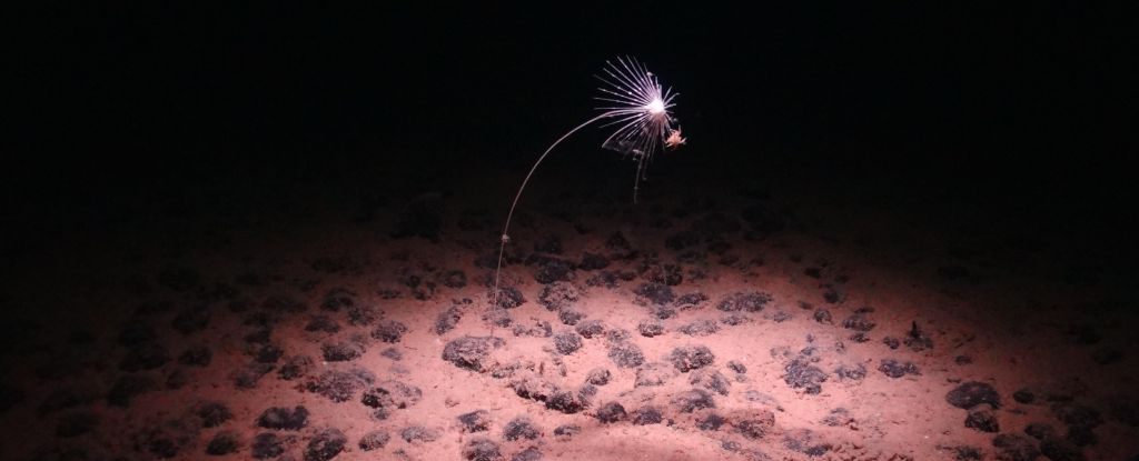 Linie ukrytá v hlubinách oceánu rozděluje zvířata na dva tábory: ScienceAlert