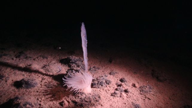 Okyanusun Derinliklerindeki Gizli Bir Çizgi Hayvanları İki Grupa Ayırıyor : ScienceAlert