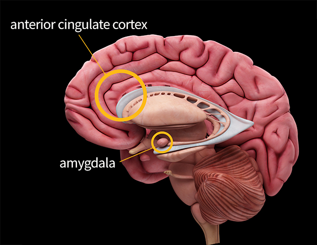 diagram of the human brain showing the amygdala in the centre, towards the front, and the ACC at the front