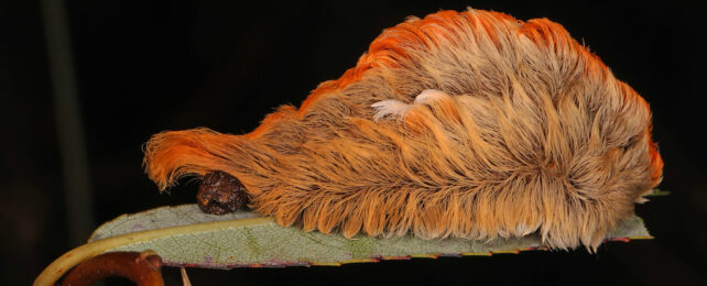 asp caterpillar