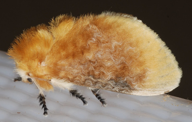 Adult flannel moth