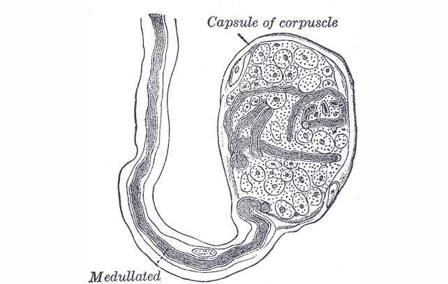 drawing of a Krause corpuscle