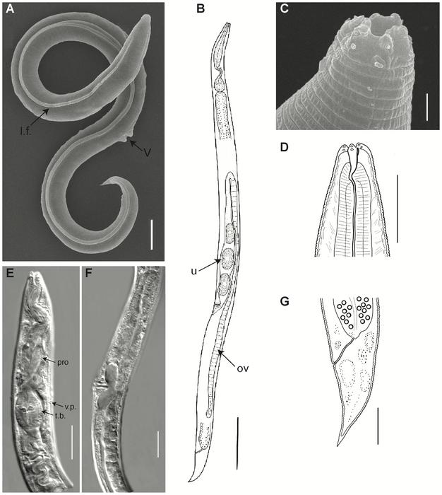 Crytobiotic Worm