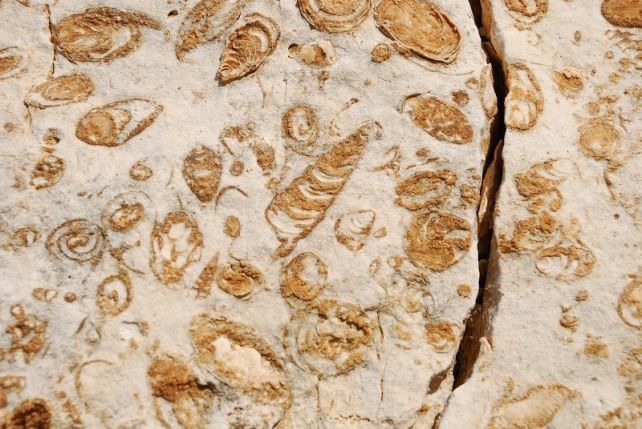 An Explosion of Life Happens on Earth Every 36 Million Years. Now We Know Why! Marine-limestone