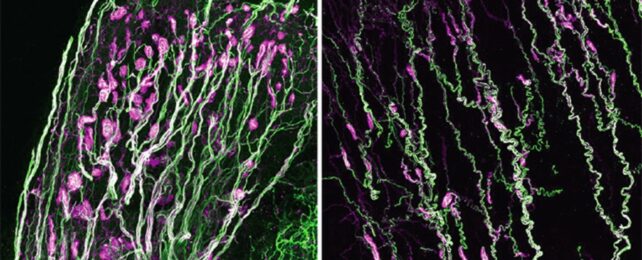 nerve structures in mice