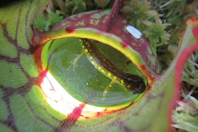 Pitcher plant prey