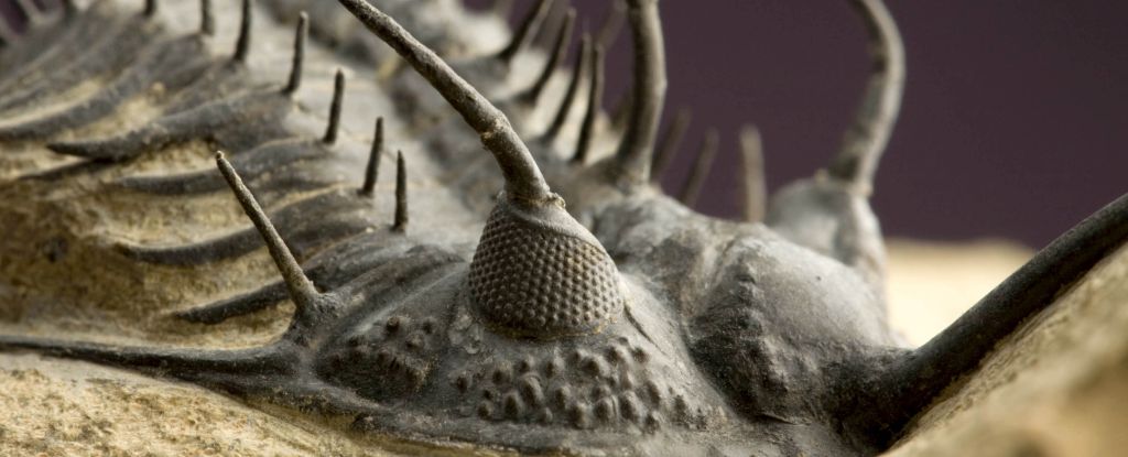 Ancient trilobites had crystal eyes, still a mystery: ScienceAlert