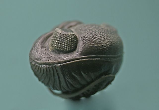 Gli antichi trilobiti avevano occhi di cristallo, ancora un mistero: ScienceAlert