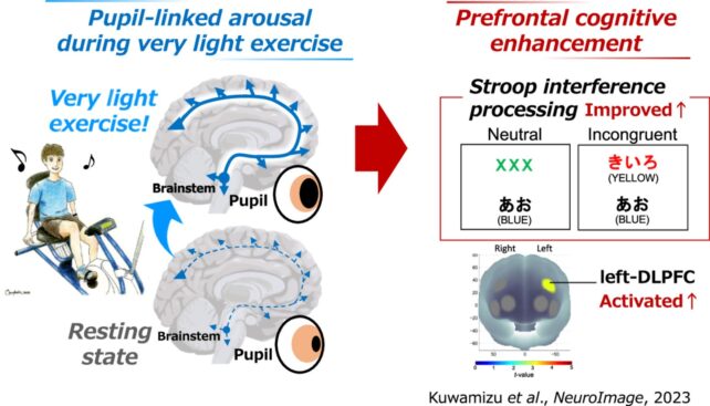 illustration of human brain after exercise