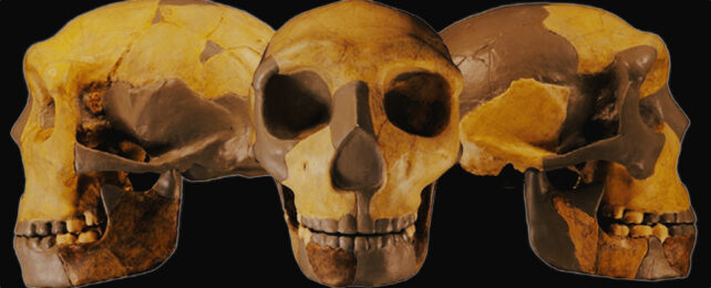 Ancient Human Lineage Skull