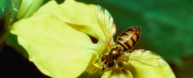 A bee on a yellow wild radish flower