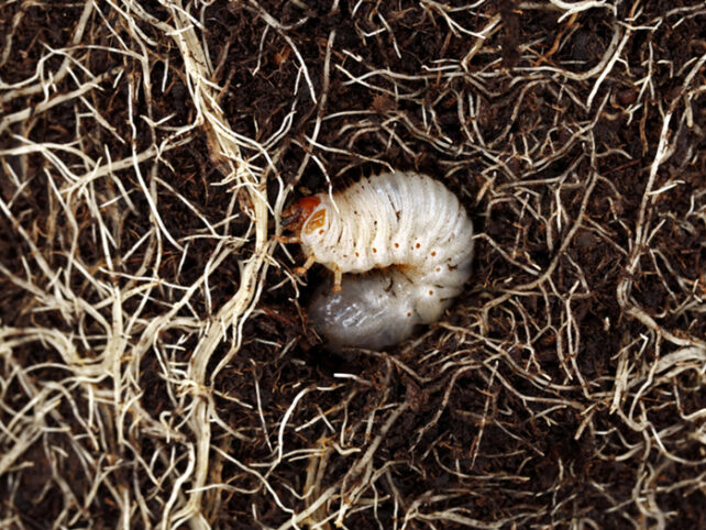 White beetle grub curled between roots underground